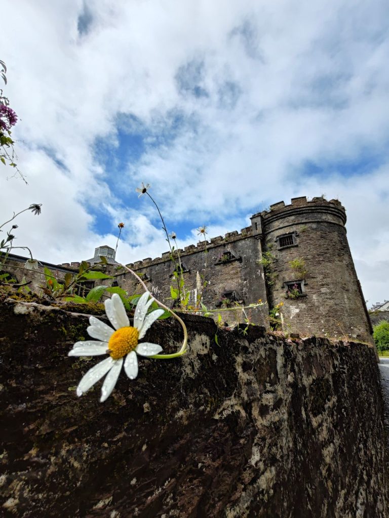 Gänseblümchen vor Burg