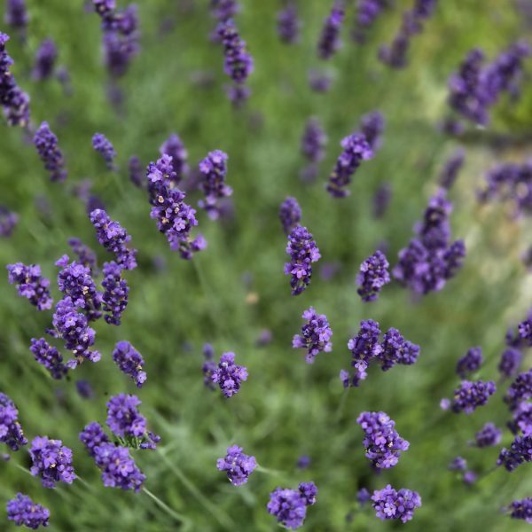 Lavendelstrauch